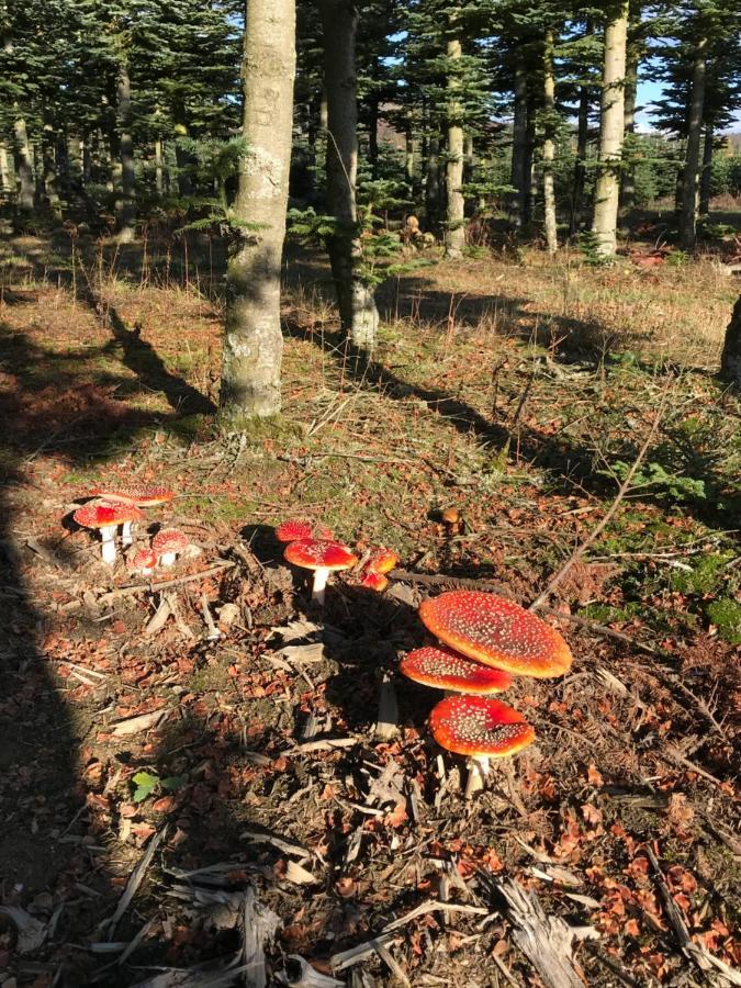 Landhaus Silbach Winterberg Dış mekan fotoğraf
