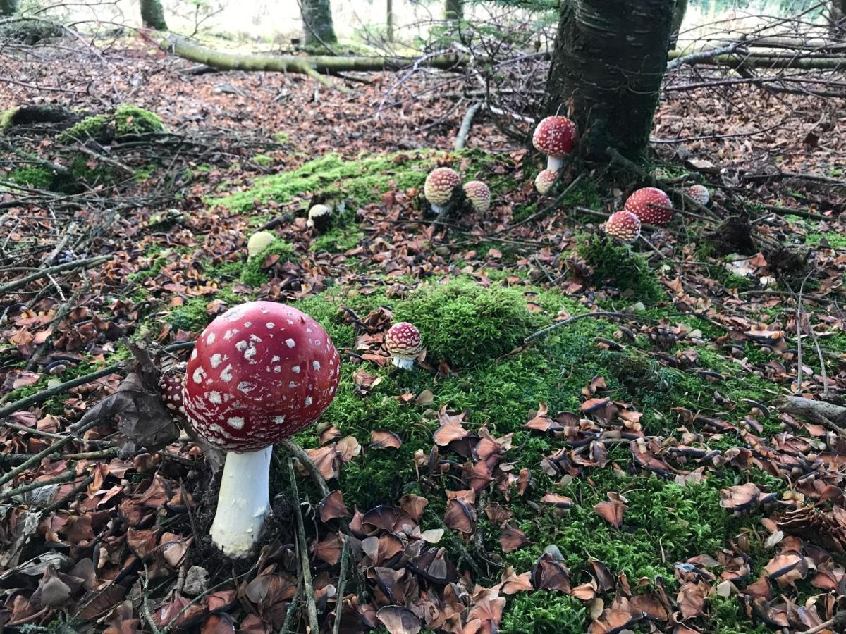 Landhaus Silbach Winterberg Dış mekan fotoğraf